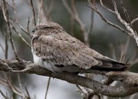 Sand-colored Nighthawk - Chordeiles rupestris