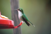 Purple-bibbed Whitetip - Urosticte benjamini