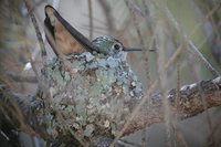 Broad-tailed Hummingbird - Selasphorus platycercus