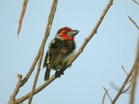 Vieillot's Barbet - Lybius vieilloti