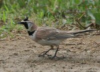 Horned Lark - Eremophila alpestris