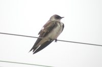 Brown-chested Martin - Progne tapera