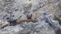 Brown-bellied Swallow - Notiochelidon murina