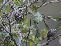 Fasciated Wren - Campylorhynchus fasciatus