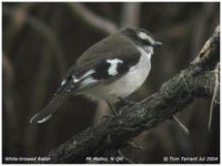 White-browed Robin - Poecilodryas superciliosa