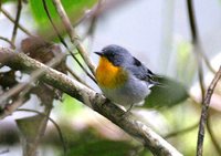 Flame-throated Warbler - Parula gutturalis