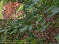 Black-cheeked Ant-Tanager - Habia atrimaxillaris