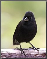 Medium Ground-Finch - Geospiza fortis