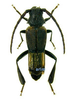 반날개하늘소 - Psephactus remiger