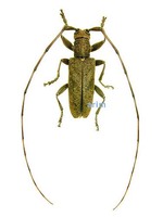 작은우단하늘소 - Acalolepta sejuncta