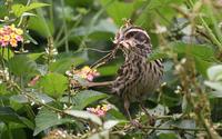 Streaky Seedeater