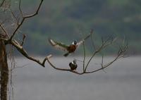 Ringed Kingfishers