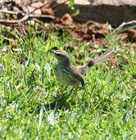 Karoo [Spotted] Prinia (Prinia maculosa) 1