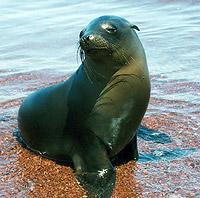 California Sea Lion - Zalophus californianus