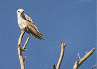 Black-shouldered Kite