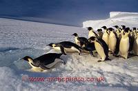 FT0113-00: Emperor Penguin leaps into a hole in the sea ice. Antarctica