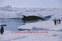 ...onaerensis, amongst pack ice, watched by Adelie Penguins. Antarctica