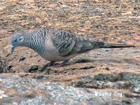 Peaceful Dove