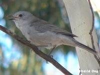 Grey Shrike Thrush