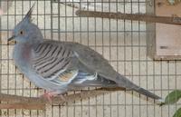 Crested Pigeon Ocyphaps lophotes