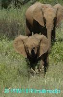 Loxodonta africana africana