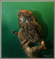 BOOBOOK OWL 0382.jpg