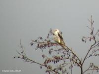 Élanion          blanc (Elanus caeruleus)