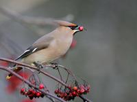 Bohemian Waxwing (Bombycilla garrulus)