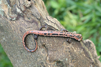 : Bolitoglossa mexicana