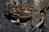 : Cyclorana alboguttata; Striped Burrowing Frog