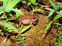 : Fejervarya limnocharis; Cricket Frog