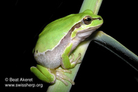 : Hyla savignyi; Lemon-yellow Tree Frog