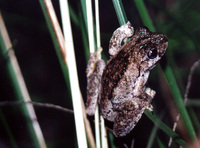 : Litoria peronii; Peron's Treefrog