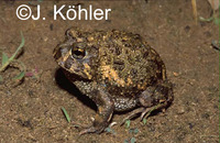 : Odontophrynus lavillai