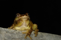 : Smilisca baudinii; Mexican Treefrog
