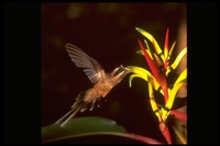 : Phaethornis superciliosus; Long-tailed Hermit