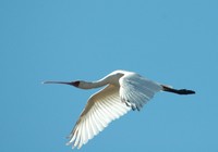 : Platalea alba; African Spoonbill