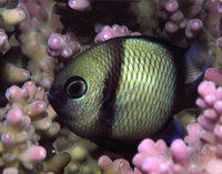 : Dascyllus reticulatus; Reticulated Dascyllus