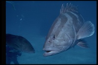 : Epinephelus striatus; Nassau Grouper