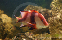 : Lutjanus sebae; Red Emperor Snapper