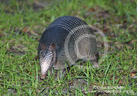 : Dasypus novemcinctus; Nine-banded Armadillo