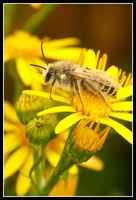 : Dasypoda hirtipes
