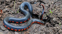 : Farancia abacura; Mud Snake