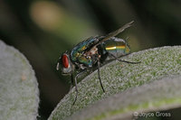 : Phaenicia sericata; Green Bottle Fly