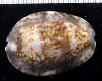 : Cypraea depressa