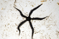 : Ophiocoma dentata