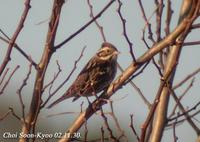 Fig. 3. Rustic Bunting : 쑥새