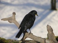 Solsort (Turdus merula) Foto/billede af