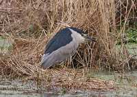 Black-crowned Night Heron (Nycticorax nycticorax)
