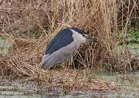 Black-crowned Night Heron (Nycticorax nycticorax)